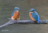 IJsvogel - Common kingfisher - Alcedo atthis