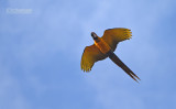 Blauwgele ara - Blue and Yellow Macaw - Ara ararauna