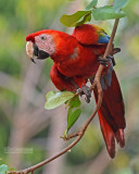 Geelvleugelara - Scarlet Macaw - Ara macao