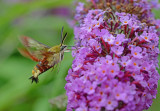 Glasvleugelpijlstaart - Broad-bordered Bee Hawk-moth - Hemaris fuciformis