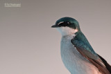 Mangrovezwaluw - Mangrove Swallow - Tachycineta albilinea