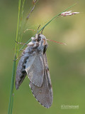 Dennenpijlstaart - Pine Hawk-moth - Sphinx pinastri 