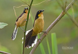 Zwartkop Donacobius - Black-capped Donacobius - Donacobius atricapilla