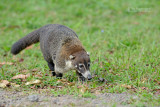 Witsnuitneusbeer - White-nosed Coati - Nasua narica