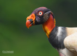 Koningsgier - King Vulture - Sarcroramphus papa