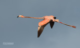 Rode Flamingo - Caraïbische flamingo - Phoenicopterus ruber