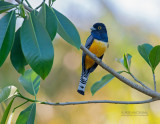 Goulds Trogon - Gartered Trogon - Trogon caligatus sallaei