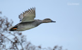 Krakeend - Gadwall - Anas Strepera