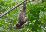 Drievingerige luiaard - Pale-throated three-toed sloths - Bradypus tridactylus