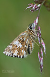 Aardbeivlinder - Grizzled skipper - Pyrgus malvae 