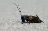 Veldkrekel - Field Cricket - Gryllus campestris