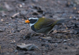Goudsnavelgors - Orange-billed Sparrow - Arremon aurantiirostris rufidorsalis