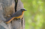 Schubkaplawaaimaker - White crowned Robin-Chat - Cossypha albicapillus