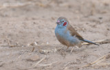 Blauwfazantje - Red-cheeked Cordonbleu - Uraeginthus bengalus