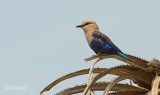 Blauwbuikscharrelaar - Blue-bellied Roller - Coracias cyanogaster