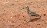 Senegalgriel - Senegal Thick-knee - Burhinus senegalensis