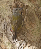 Grijze Specht - Grey woodpecker - Mesopicos goertae goertae