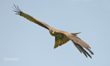 Geelsnavel wouw - Yellow billed kite - Milvus migrans parasitus
