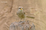 Geelsnavelklauwier - Yellow-billedshrike - Corvinella corvina