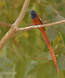 Afrikaanse paradijsmonarch - African Paradise Flycatcher - Terpsiphone viridis