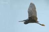 Rifreiger - Western reef egret - Egretta gularis