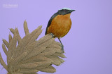 Schubkaplawaaimaker - White crowned Robin-Chat - Cossypha albicapillus