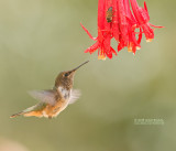 Vulkaankolibrie - Volcano Hummingbird - Selasphorus flammula torridus