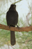 Senegalese drongovliegenvanger - Northern black flycatcher - Melaenornis edolioides