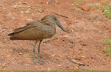 Hamerkop; Scopus umbretta