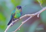 Irazu-kolibrie - Fiery-Throated Hummingbird - Panterpe insignis