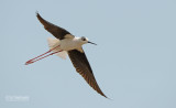 Steltkluut - Blackwinged stilt - Himantopus Homantopus