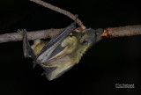 Gambiaanse epaulettenvleerhond - Gambian epauletted fruit bat - Epomophorus gambianus