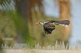 Westelijke roodsnaveltok - Western Red-billed Hornbill - Tockus Kempi 