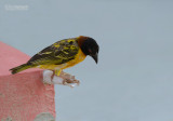 Grote textorwever - Village Weaver - Ploceus cucullatus