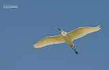 Kleine zilverreiger - Little Egret - Egretta Garzetta