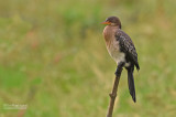 Afrikaanse dwergaalscholver - Long-tailed Cormorant - Microcarbo africanus