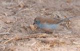 Blauwfazantje - Red-cheeked Cordonbleu - Uraeginthus bengalus