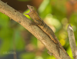 Witzwarte grondleguaan - Black Spiny-tailed Iguana - Ctenosaura similis