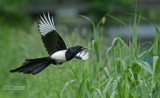 Ekster - Black-billed magpie - Pica pica