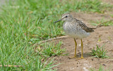 Bosruiter - Wood Sandpiper - Tringa glareola