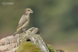 Grote kruisbek - Parrot Crossbill - Loxia pytyopsittacus