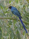 Groene langstaartglansspreeuw - Long-tailed Glossy Starling - Lamprotornis caudatus