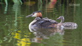 Fuut - Great crested grebe - Podiceps cristatus 