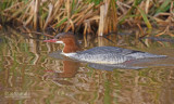 Grote Zaagbek - Goosander - Mergus merganser