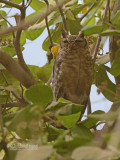Grijze oehoe - Greyish Eagle-owl - Bubo cinerascens 
