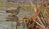 Goudsnip - Greater Painted-snipe - Rostratula benghalensis 