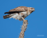 Madagaskarkoekoekswouw - Madagascan Cuckoo-Hawk - Aviceda madagascariensis