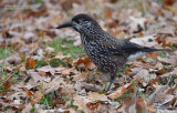Notenkraker - Spotted Nutcracker - Nucifraga caryocatactes