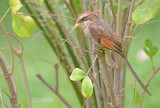 Geelsnavelklauwier - Yellow-billedshrike - Corvinella corvina