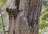 Roodstaartwezelmaki - Red-tailed sportive lemur - Lepilemur ruficaudatus
